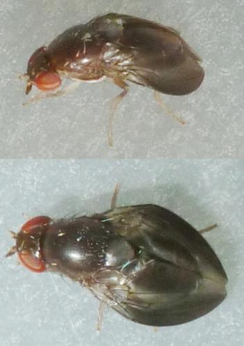Réf. 185 254 : Stegana hypoleuca